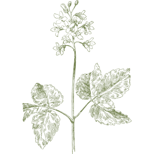 Goal is to use natural materials that support your health in our short term rental.