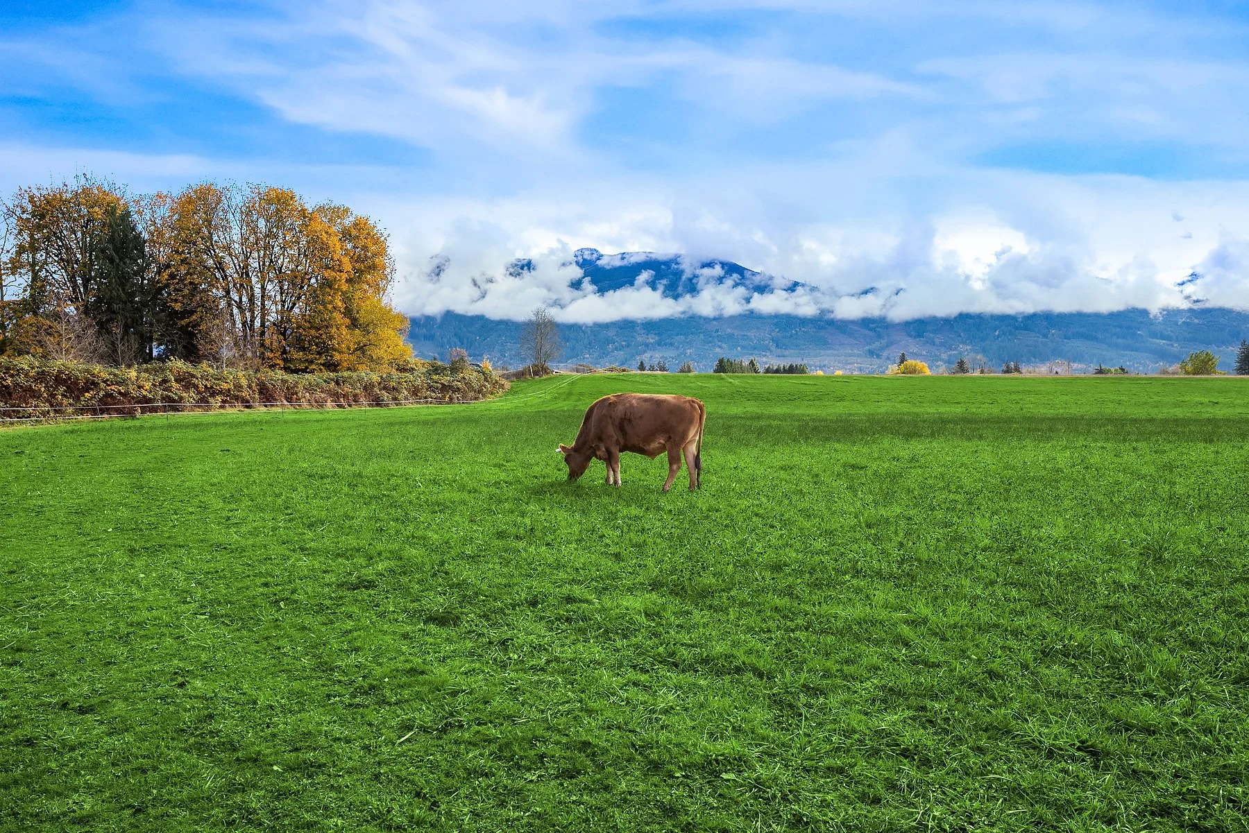 A cow grazing on a lush green field with trees and mountains in the background under a partly cloudy sky.