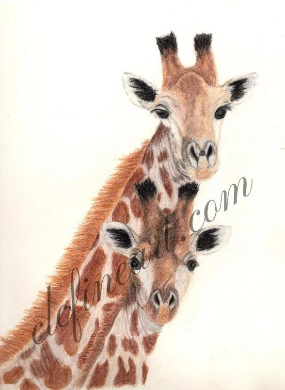 Giraffes