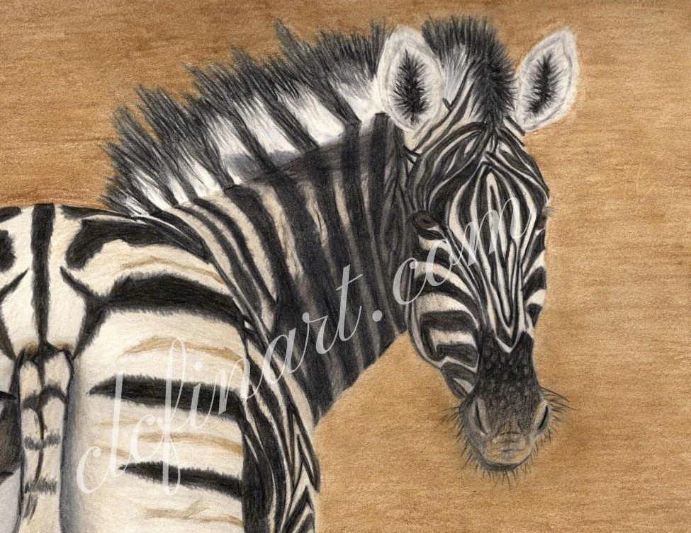 Zebra