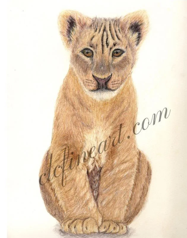 Lion Cub