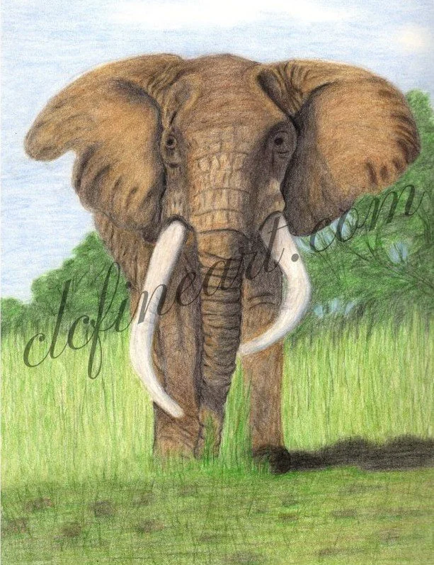 Elephant