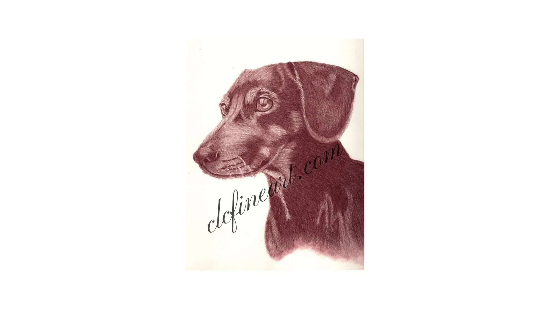 Dachshund