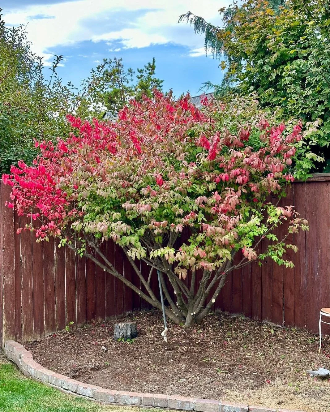 A lush flowering shrub with pink and green leaves, situated in a garden bed with a brick border, enclosed by a wooden fence under a partly cloudy sky.