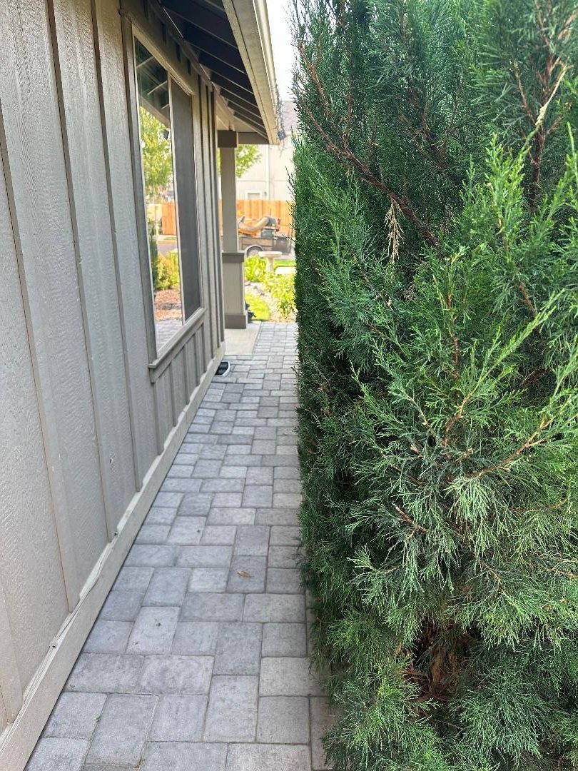 Side yard with gray stone paver pathway, beige house wall with window on the left, and tall green shrubbery on the right.