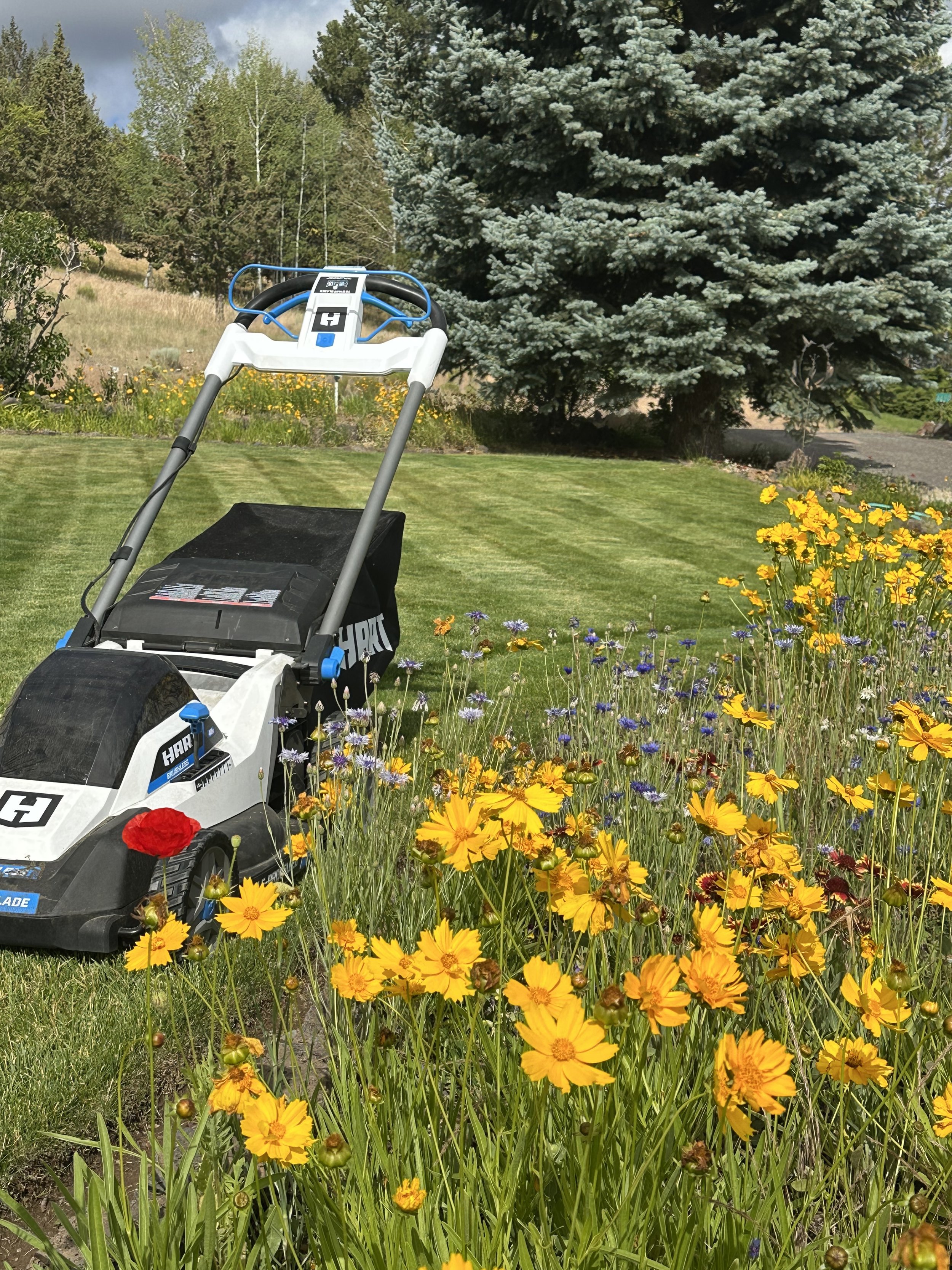 A robotic lawn mower in a garden with colorful flowers and a large pine tree in the background.