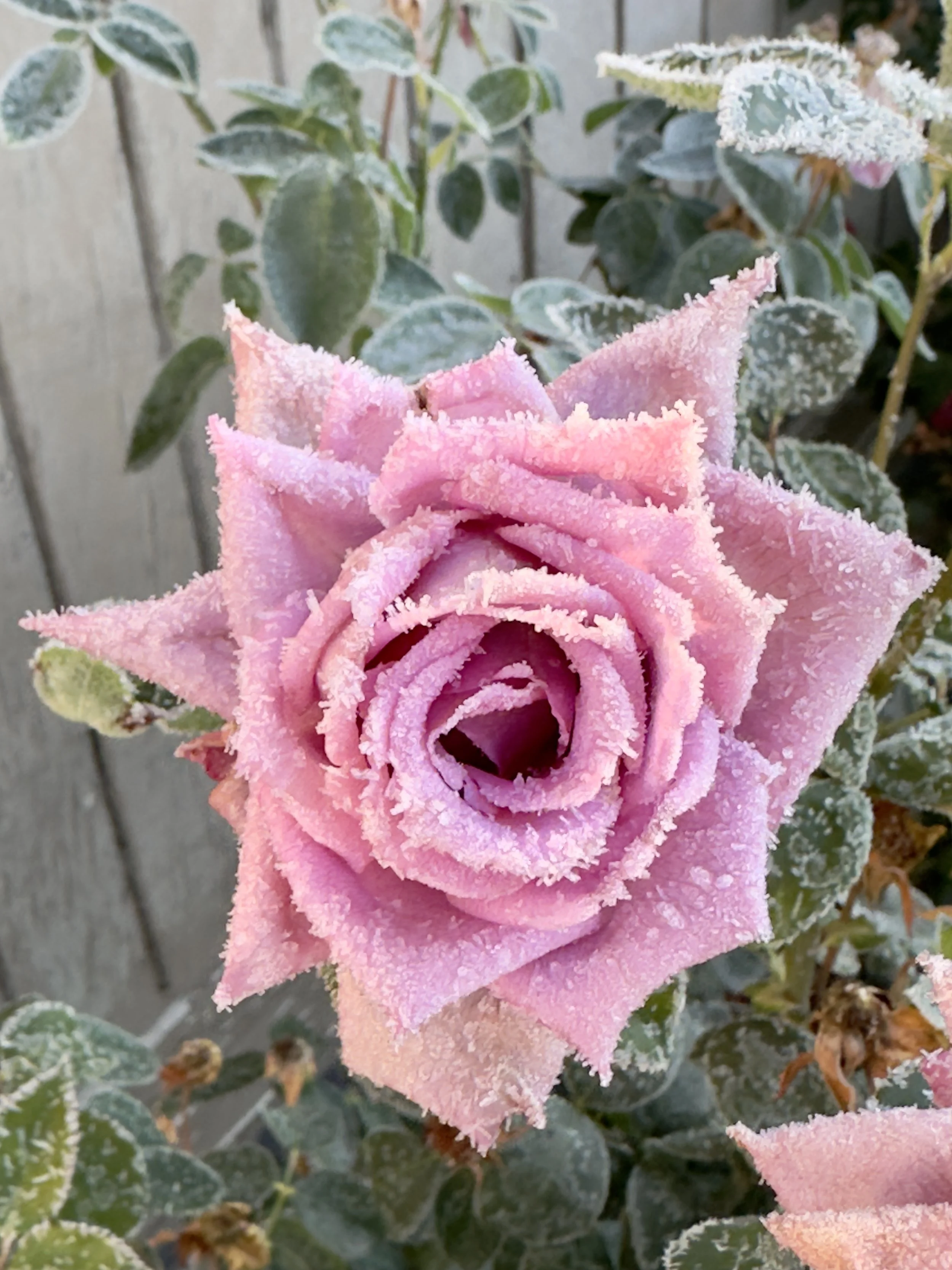 Pink rose covered in frost with green and white variegated leaves in the background.