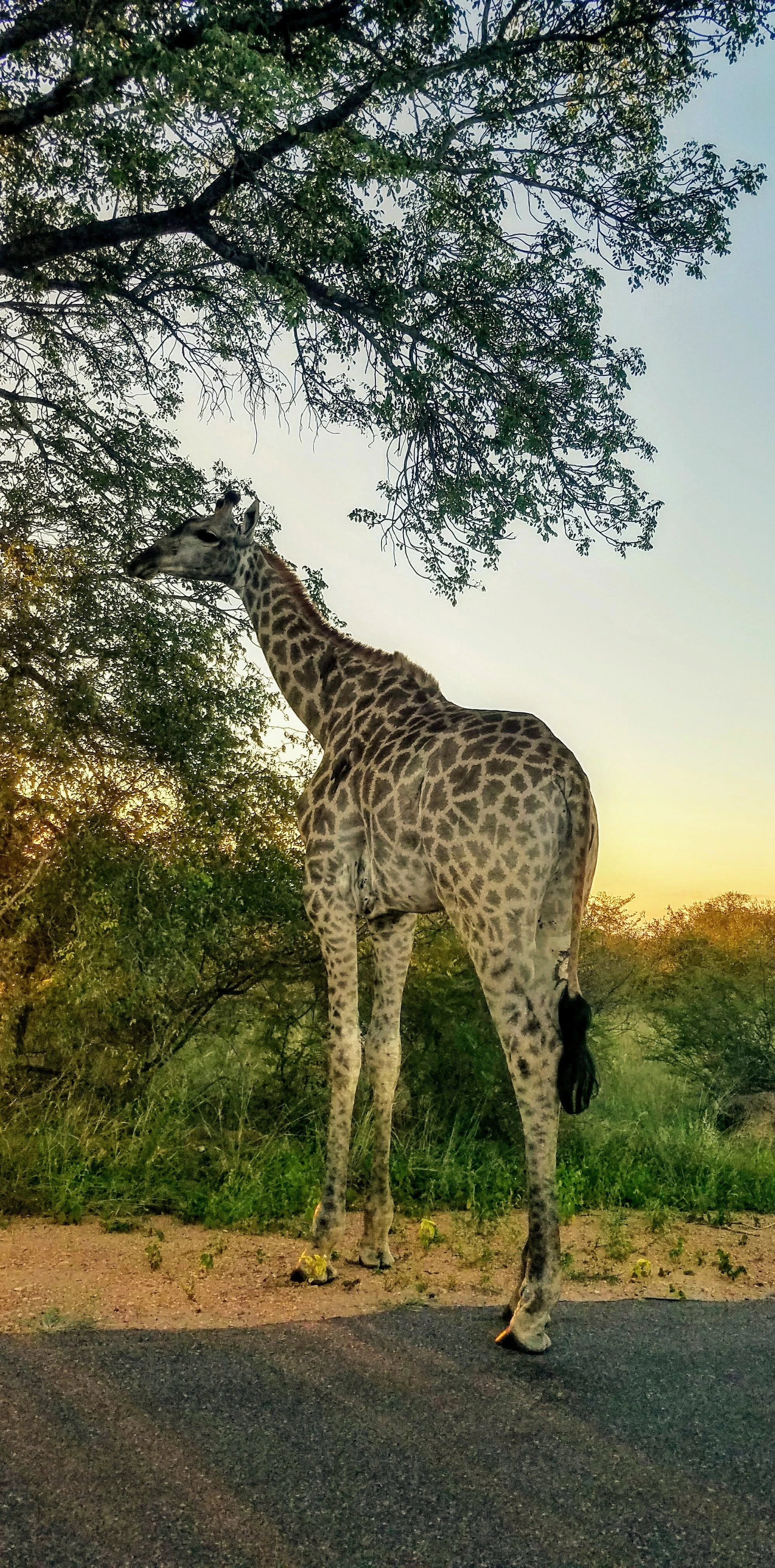 20180313_175535-01 (1).jpeg