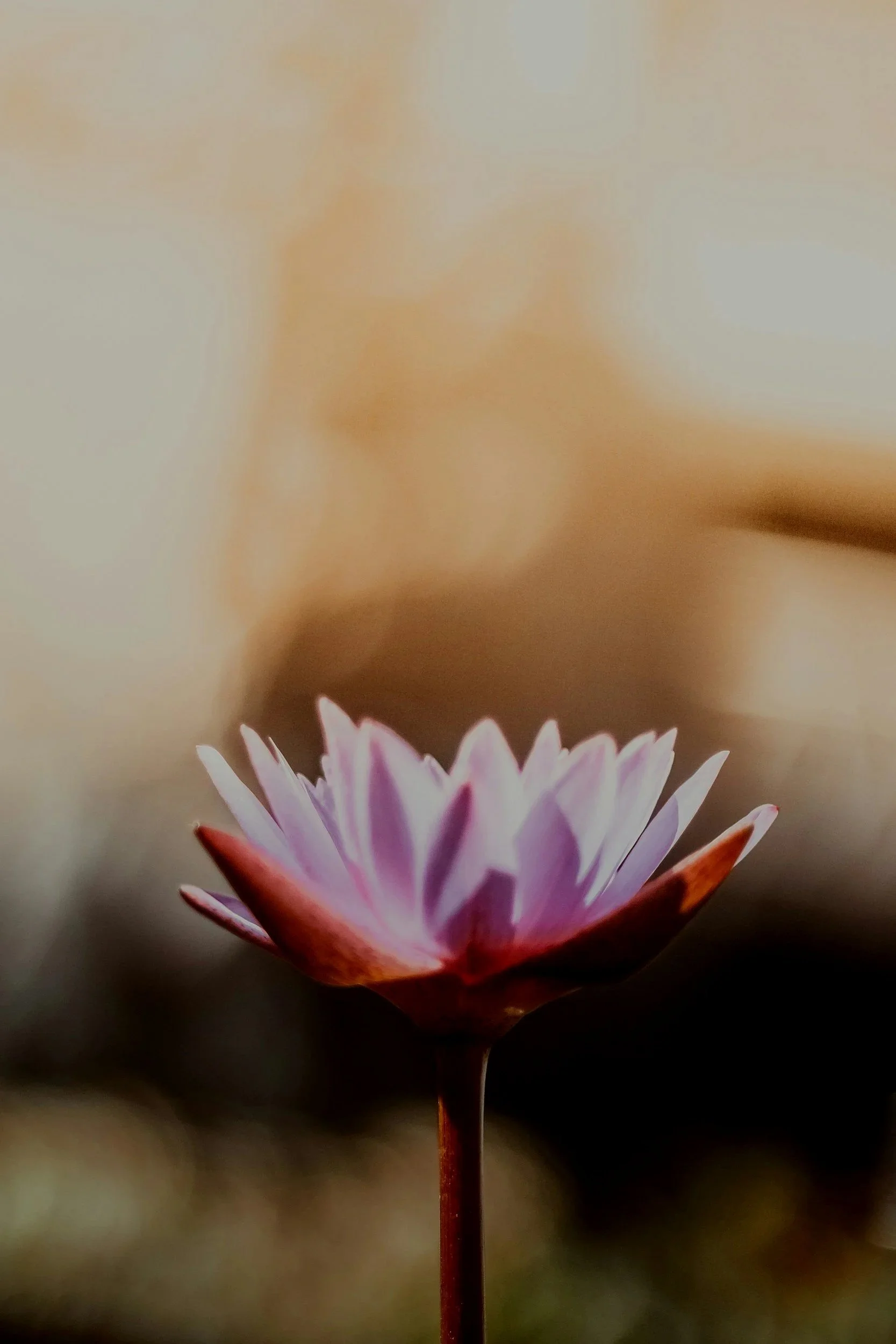 Close-up of a pink and white water lily flower on a slender stem with a blurred natural background.