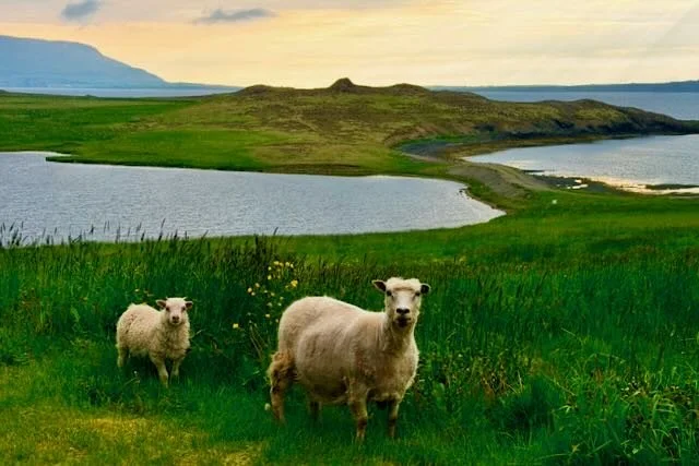 Photobombing Sheep