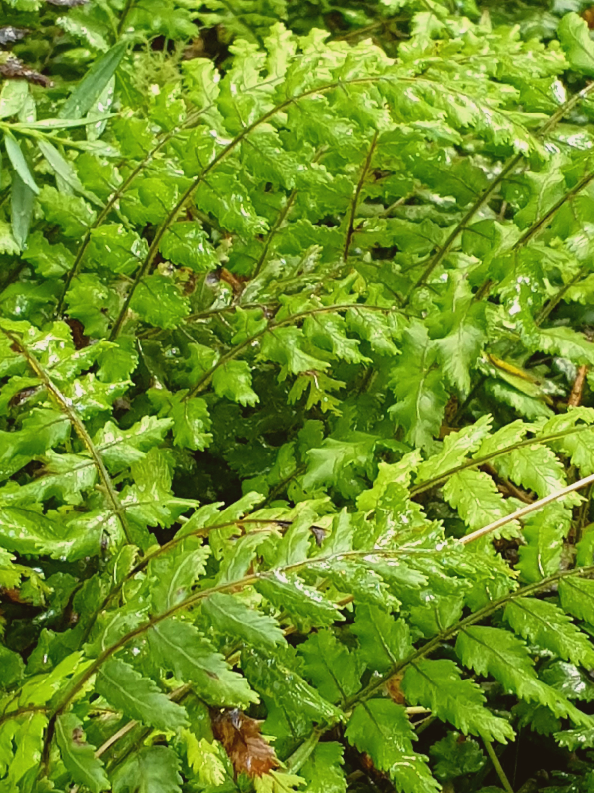 Rain-covered green fern fronds in Aotearoa forest — symbolising nervous system restoration and sensitivity