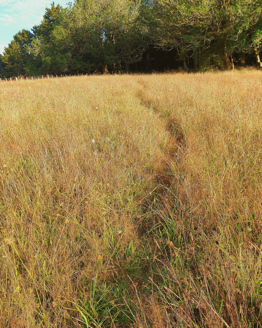 A narrow path through tall golden grass leading toward a shadowed tree line, symbolising a crossroads and the feeling of outgrowing an old life.