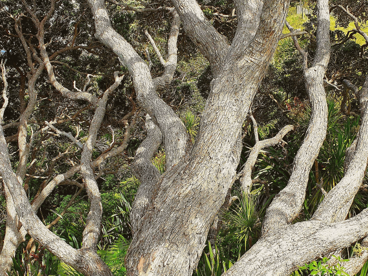 Roots Before Wings: Understanding burnout and rebuilding rhythm.