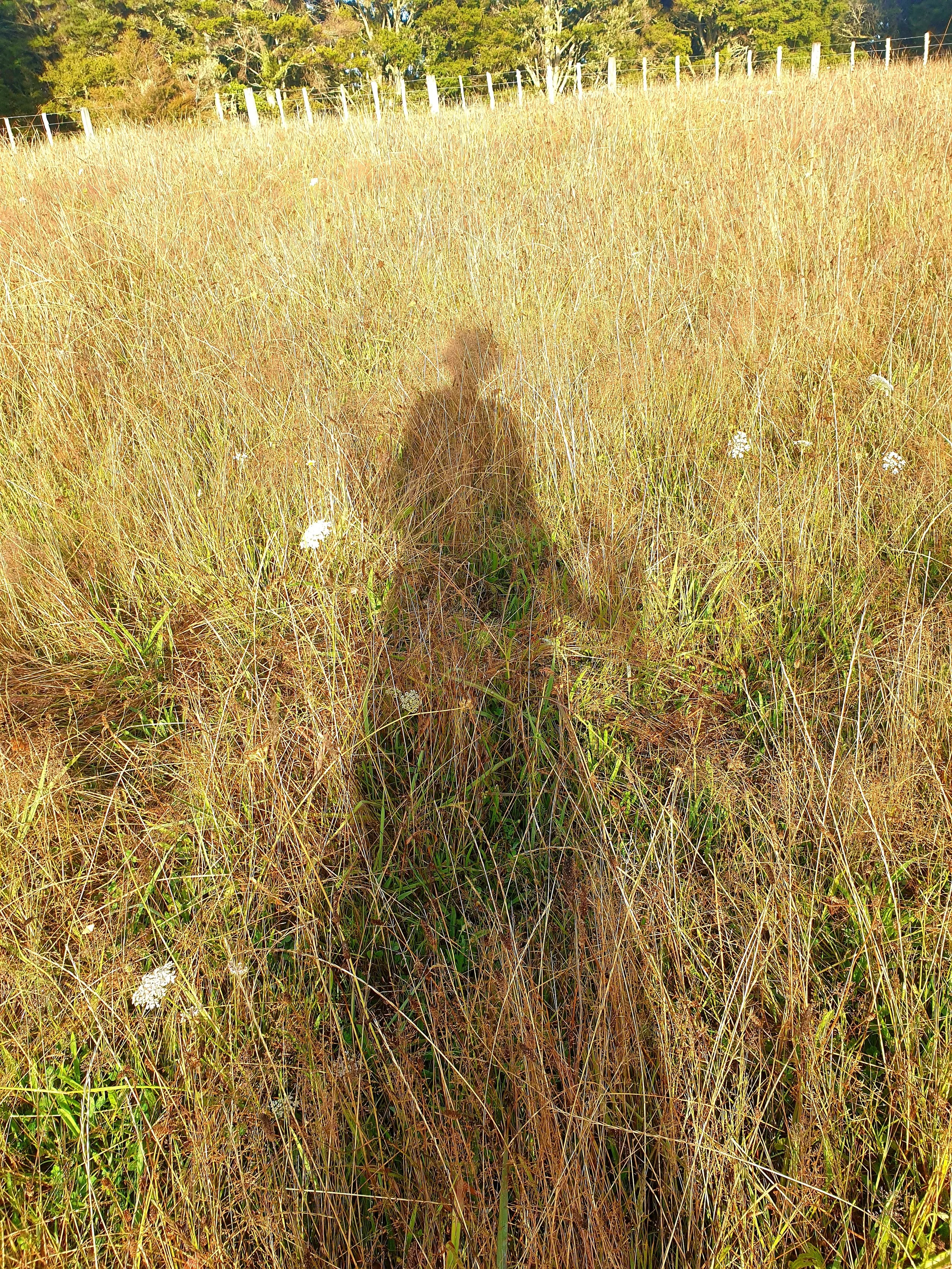 Shadow of a woman standing in golden grass in late-afternoon light, symbolising transition and grounding.
