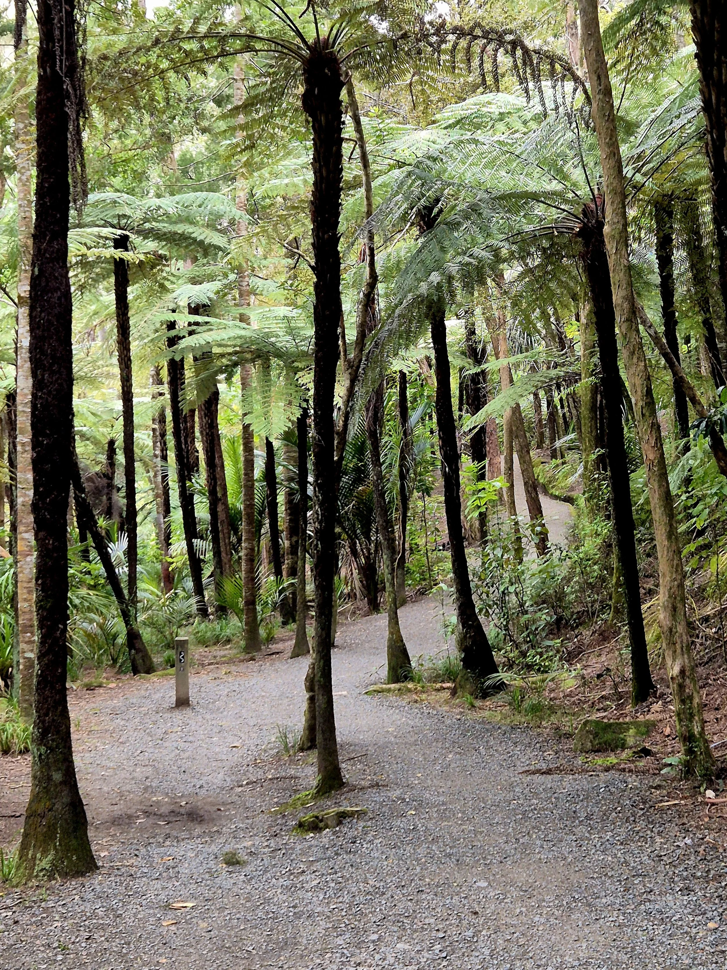A winding gravel path through lush native bush and tree ferns beside the Hātea River Track in Whangārei, New Zealand.