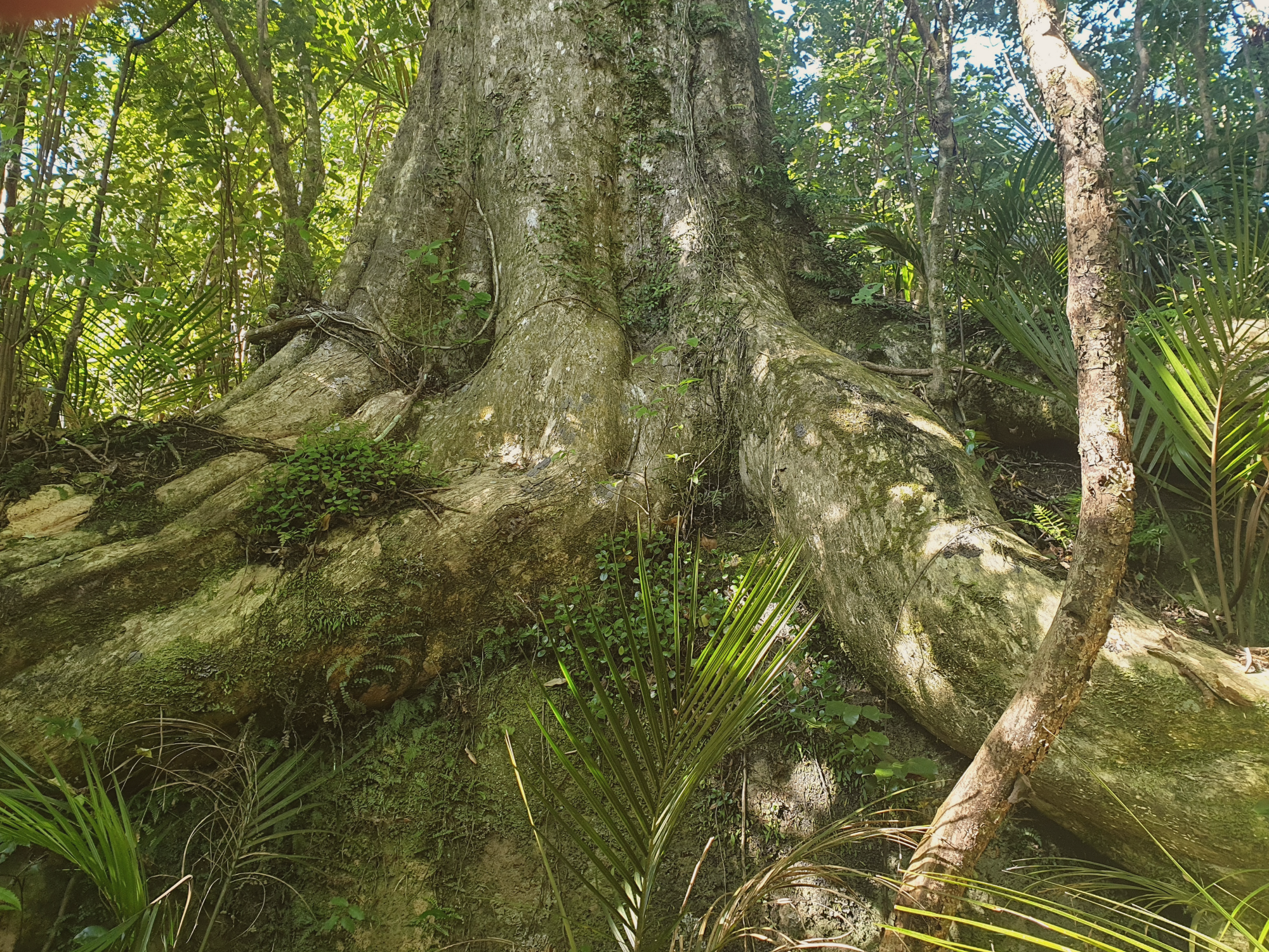 Deep forest roots representing nervous system grounding for dual-wired, highly sensitive women.