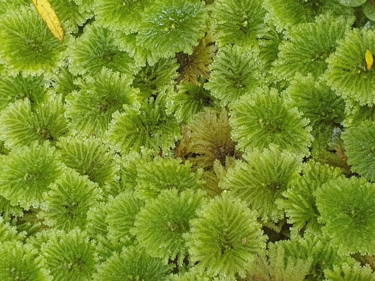 Simplify to Breathe: Clearing sensory and emotional clutter.