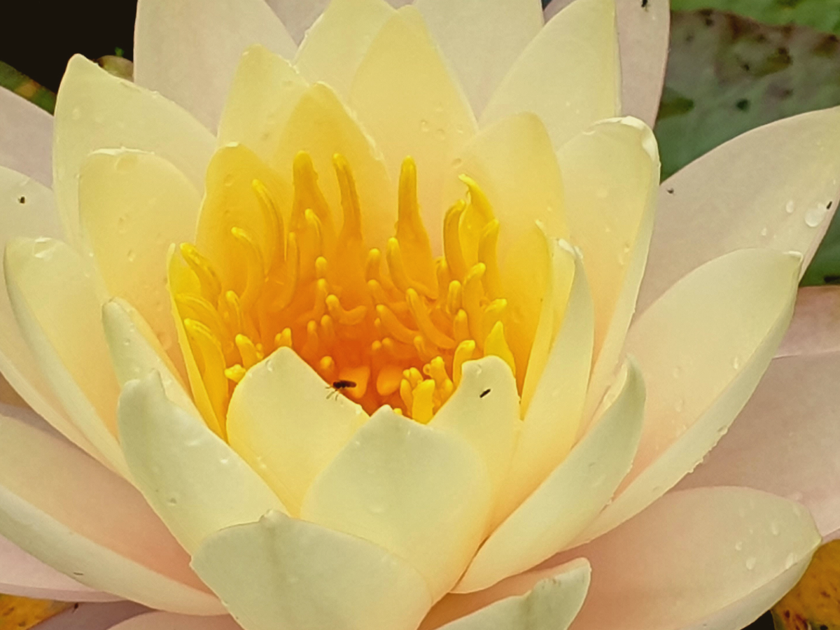 Nourishment and Restoration: Energy inputs that support dual-wired women — without pressure.