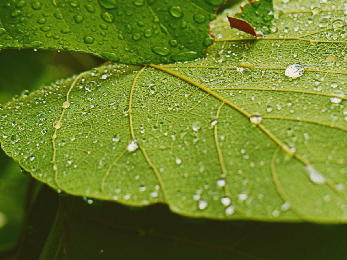 Close-up of green leaves with water droplets on their surface.