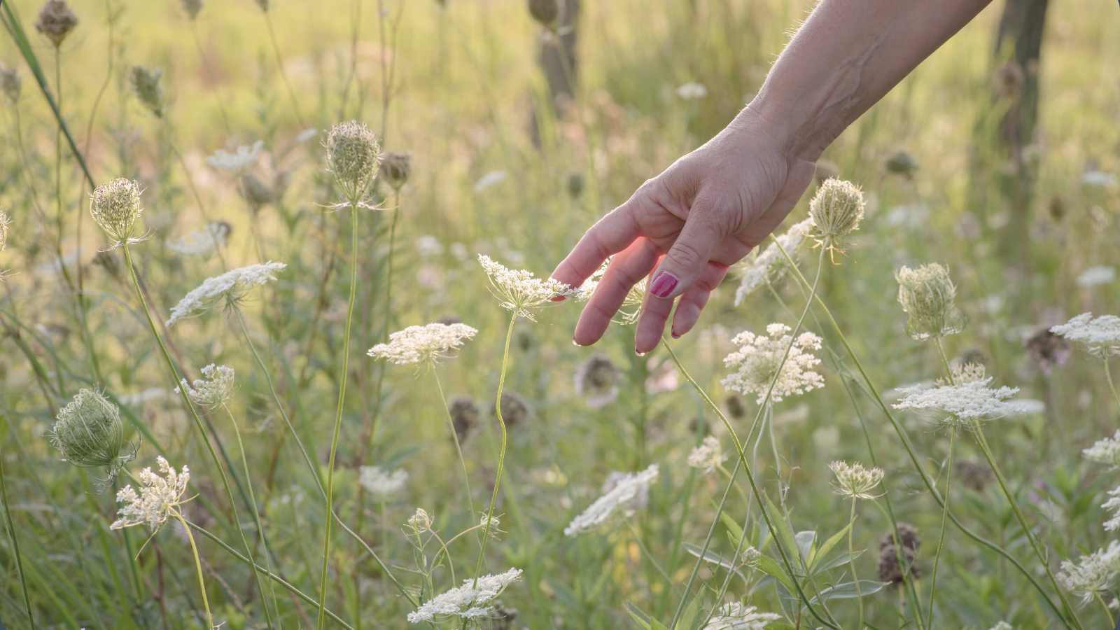 Woman’s hand gently touching wildflowers in a meadow, representing sensory awareness and nervous system overwhelm.
