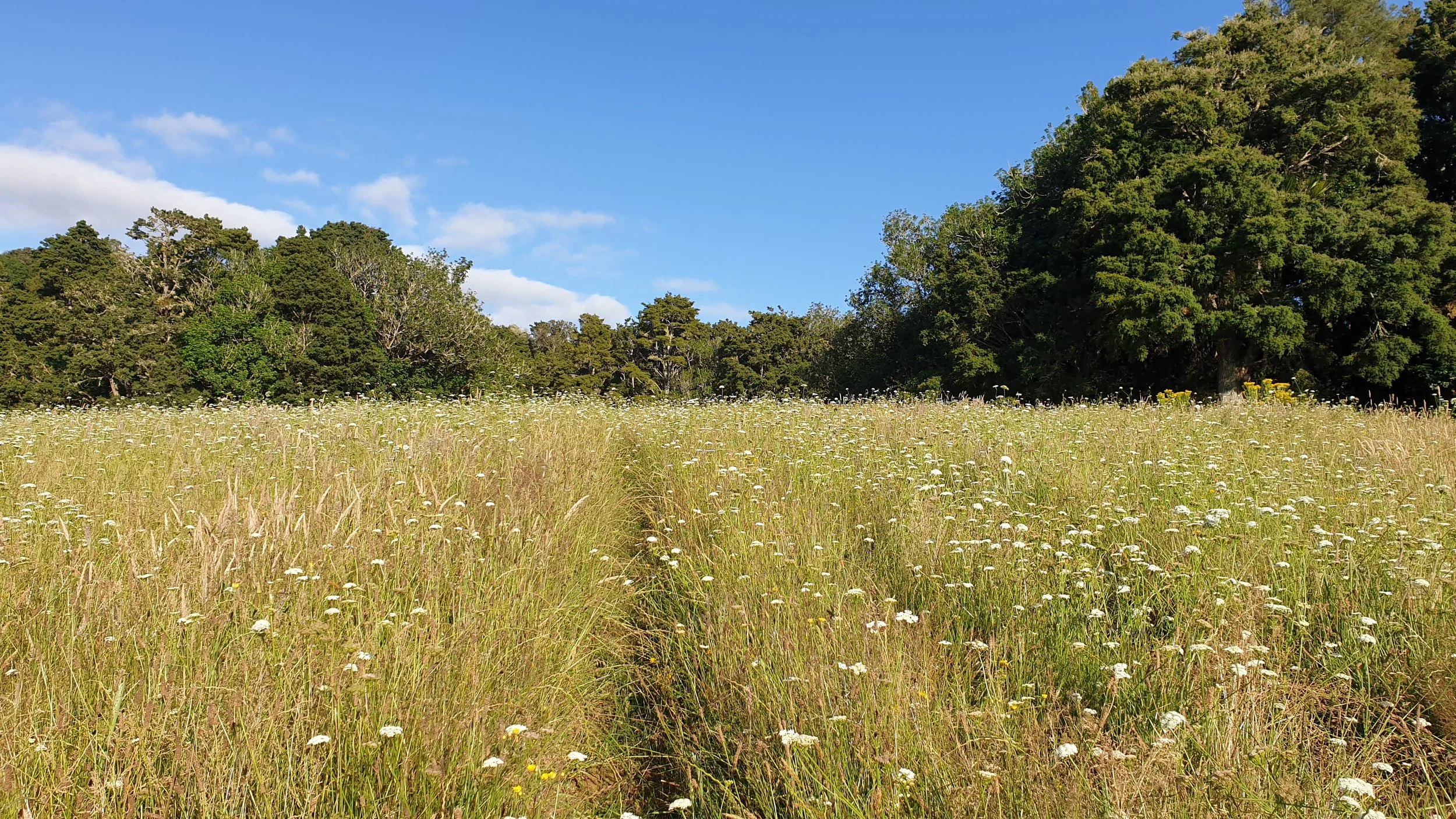 A hill walking track under open sky — a simple nervous system ritual for a dual-wired midlife woman returning to steadiness during change.