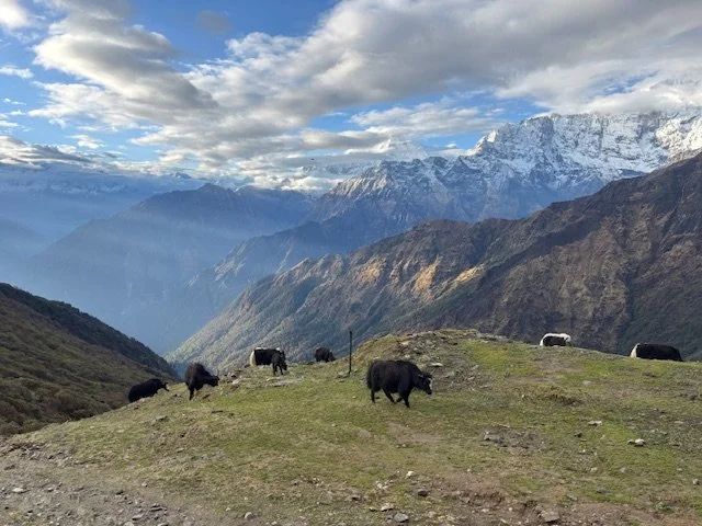 Yaks grazing on a grassy hilltop with a mountain range and snow-capped peaks in the background under a partly cloudy sky.