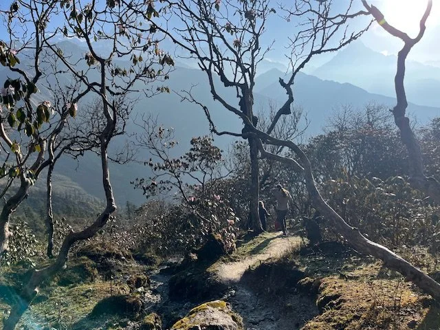 A person hiking on a trail in a mountainous forest, with leafless trees and distant mountains under a partly cloudy sky.