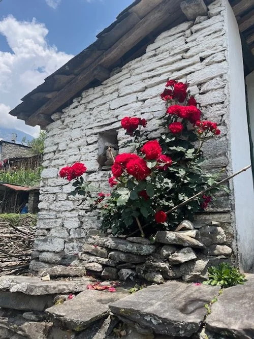 A white stone wall of a rustic building with red roses growing in a small rock garden beside it.
