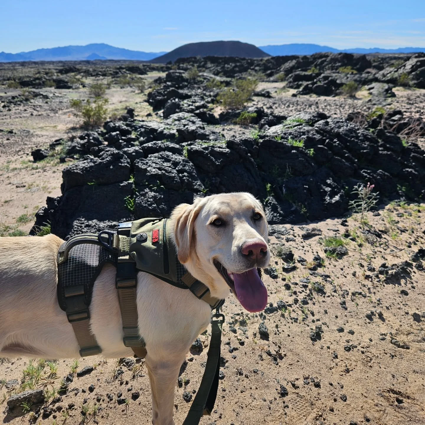 Drove 250 miles round trip for a bucket list item just to fail today.

We did not make it to the volcano 🌋 but at least it's in the background of the picture!

Took a wrong trail turn and it was hotter than I'd expected. 

But guess what?! I have a 