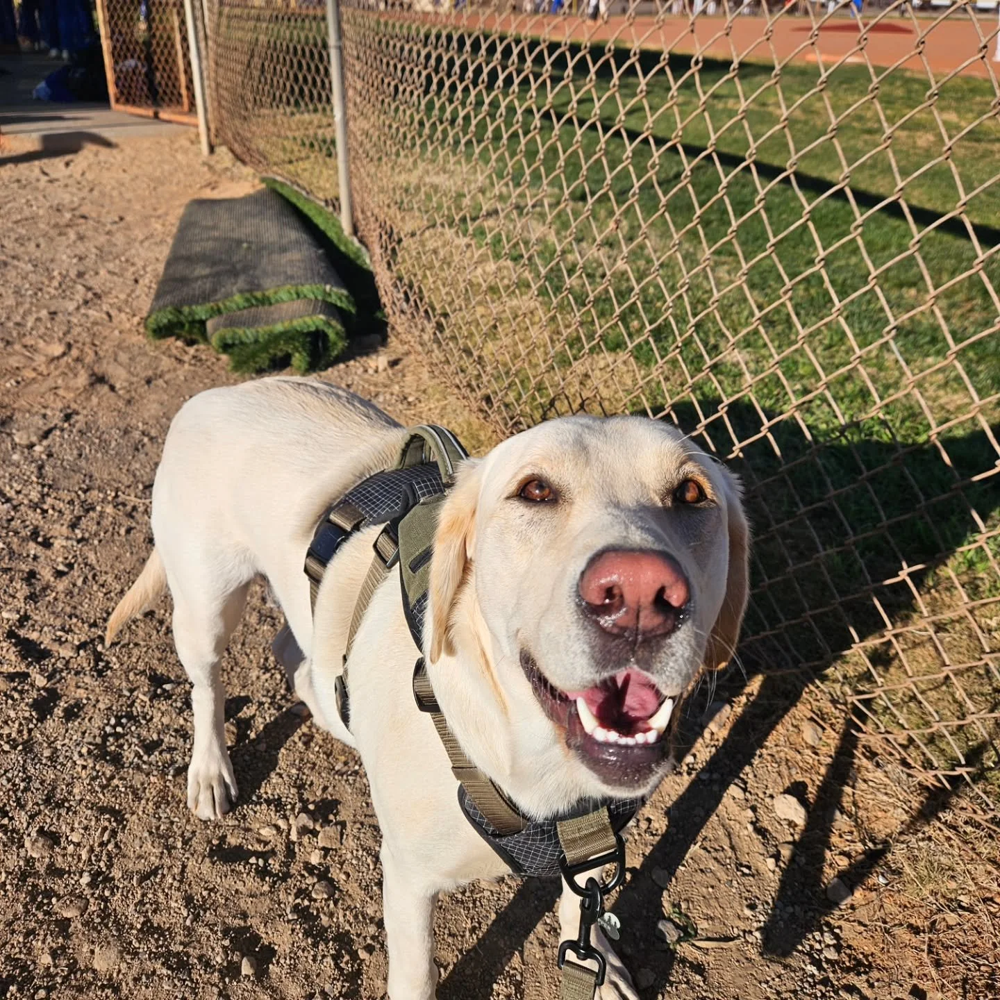 Happy National Pet Day to my hiking, sports loving, and road tripping bestie! 

You make my world a better place, Trapper Thor!
