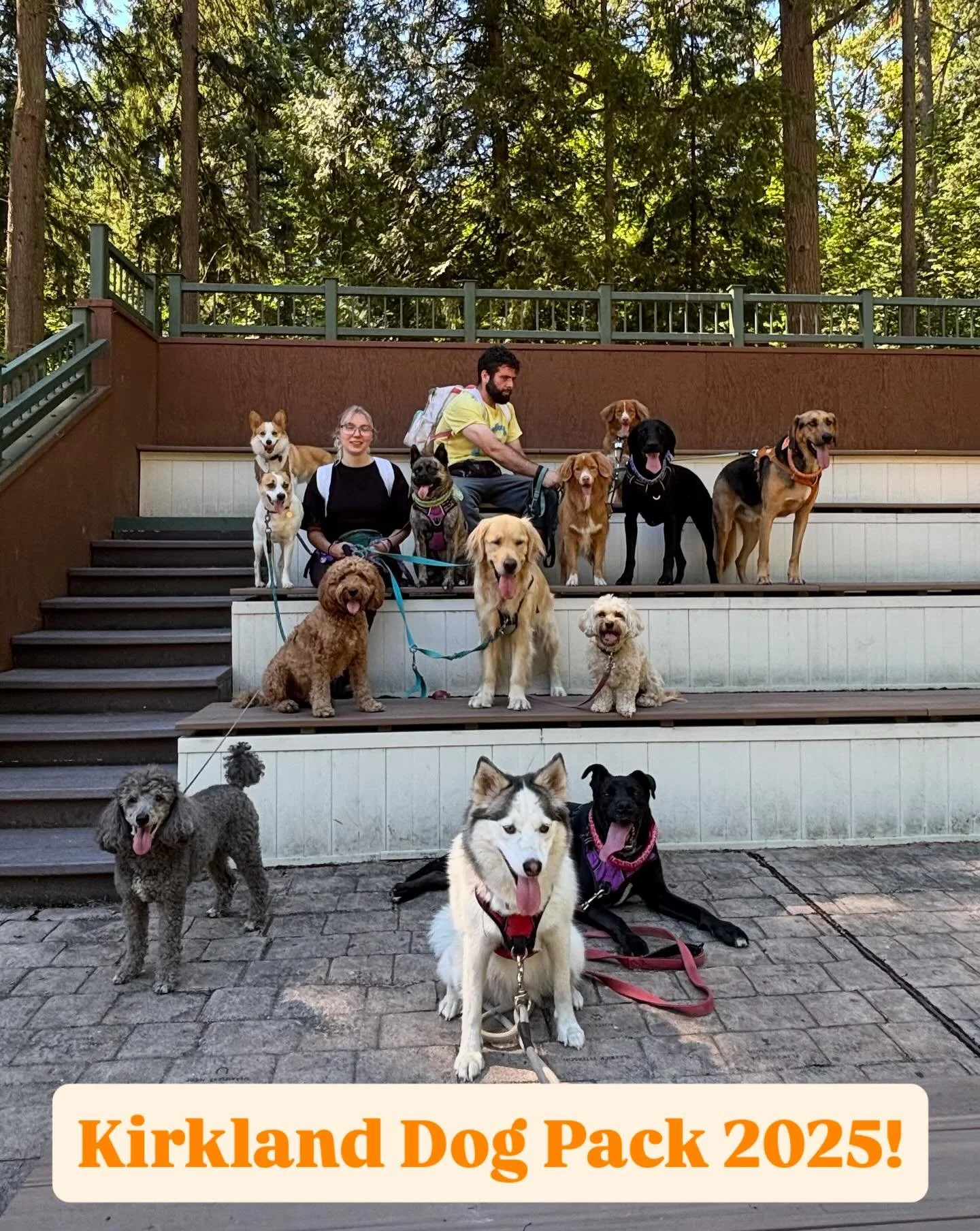 ☀️It was a warm Tuesday, but a great one! We have spots available if you’d like your dog out having an adventure while you work! Our certified dog trainer is back leading the pack 🙌
#kirkland #redmond #woodinville #bellevue #eastside