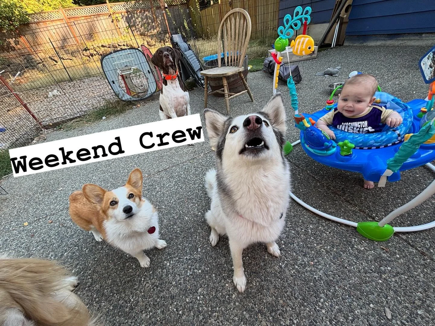 Don’t miss the next game day! We are open on the weekends and happy to have your pups celebrate game day with us while you go to the stadium!