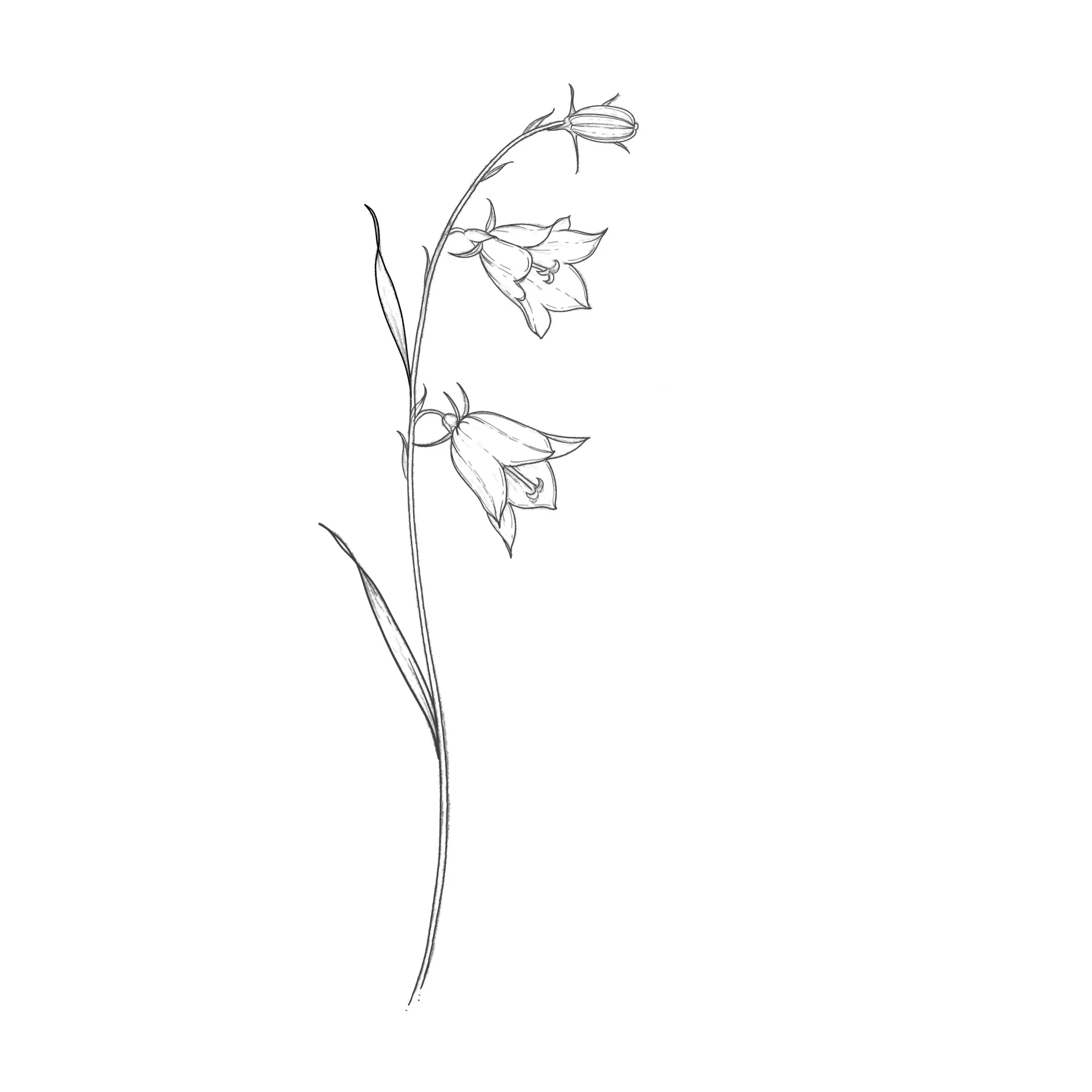 Bellflower