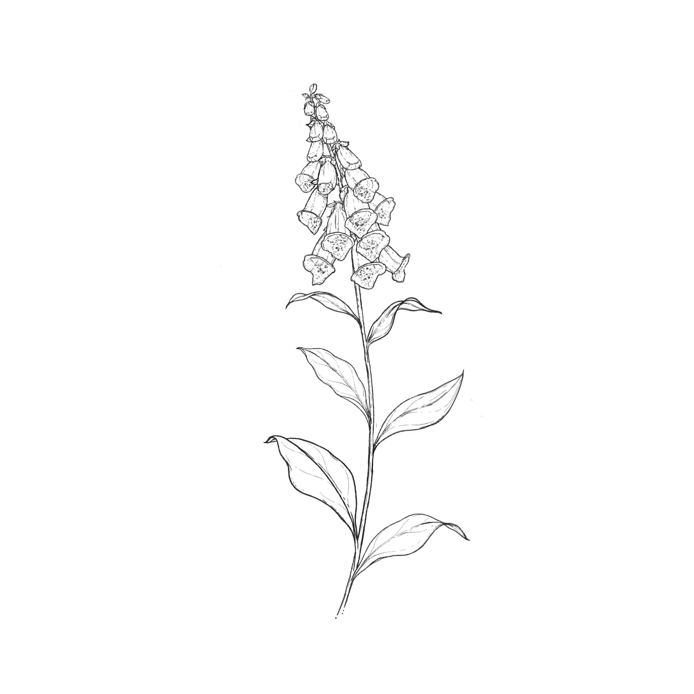 Foxglove