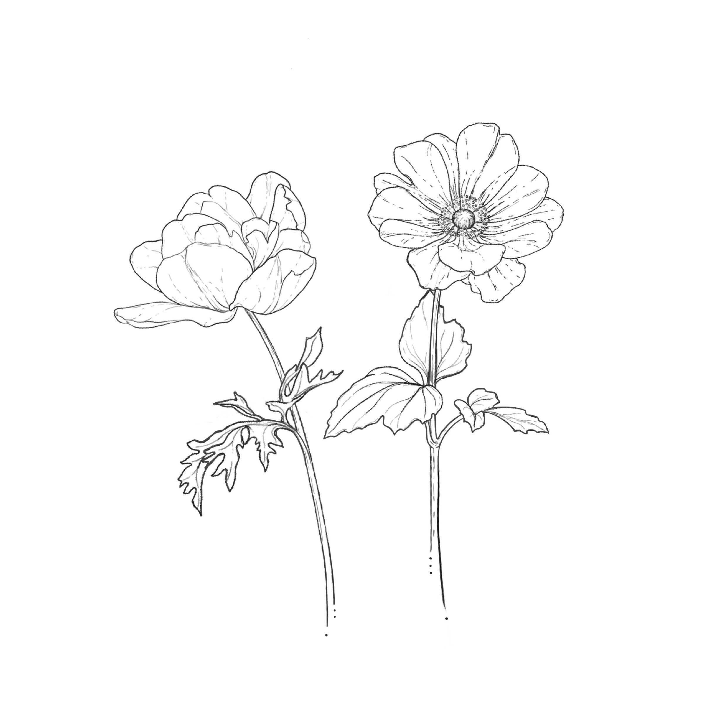 Anemone