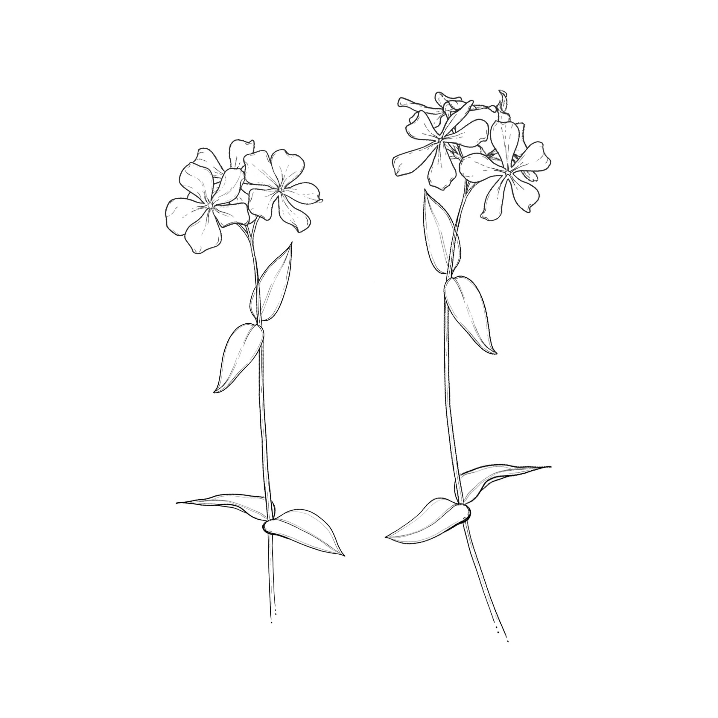 Blue Phlox