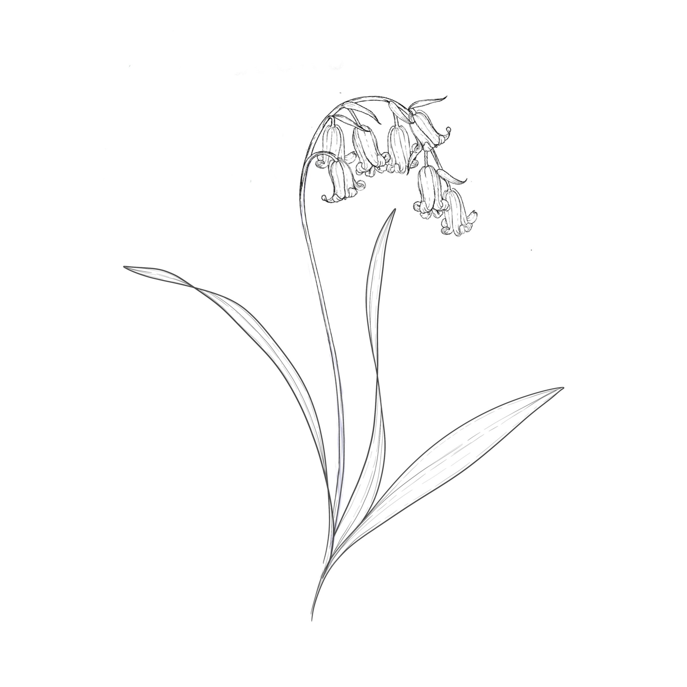 Bluebells