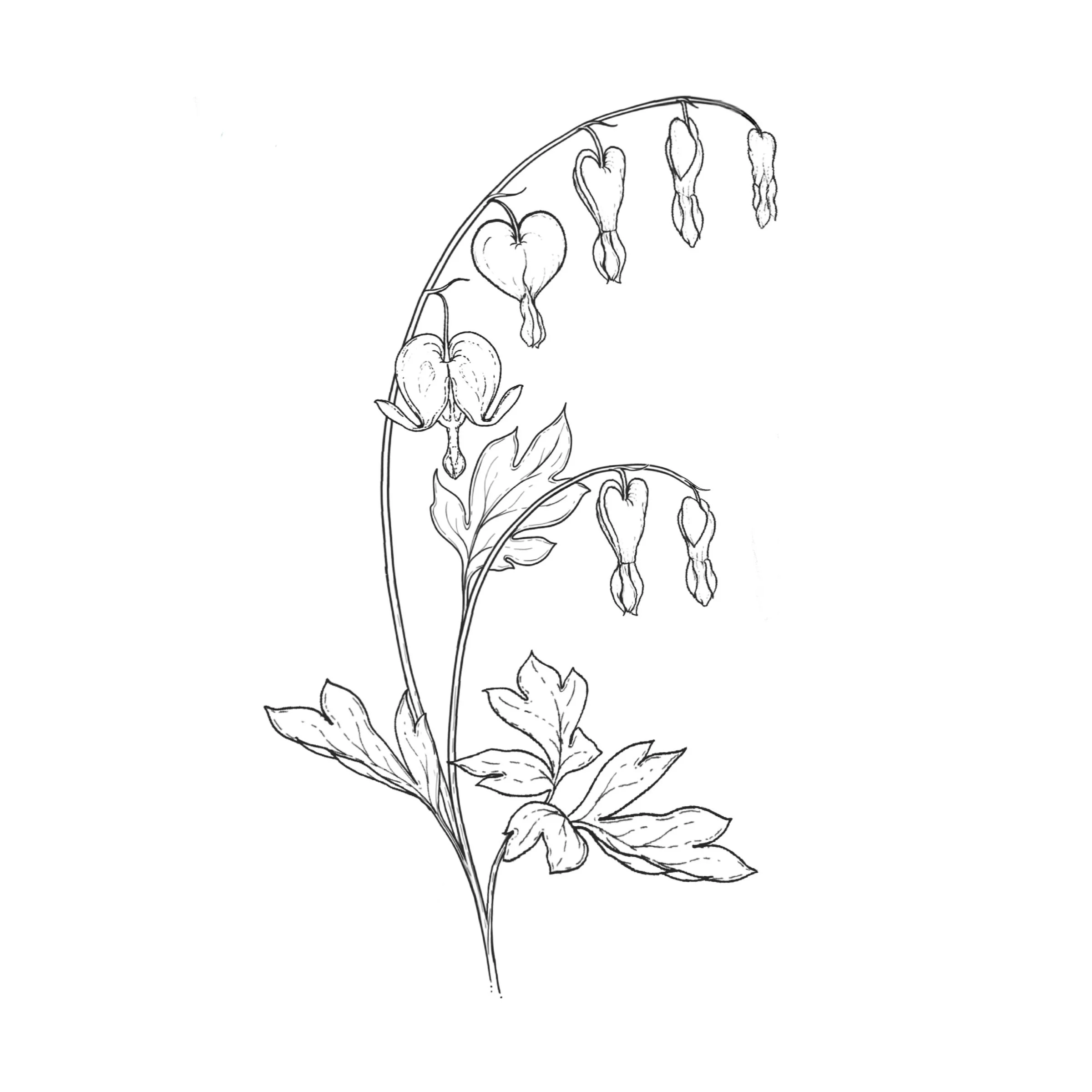 Bleeding Heart