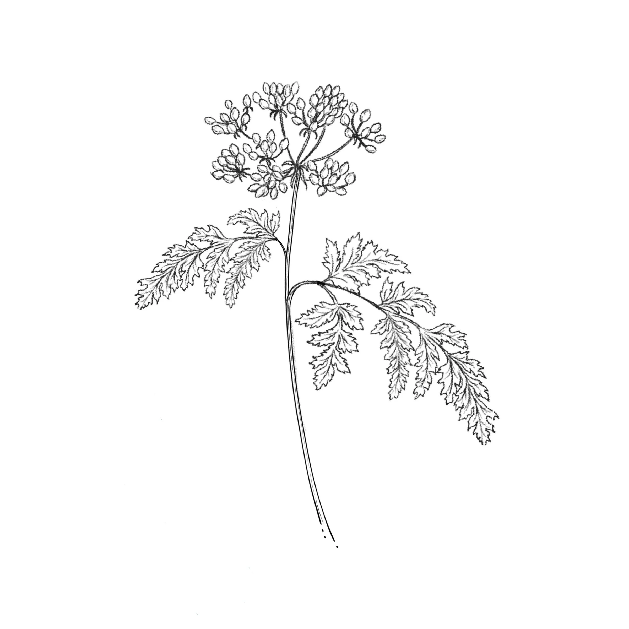 Poison Hemlock