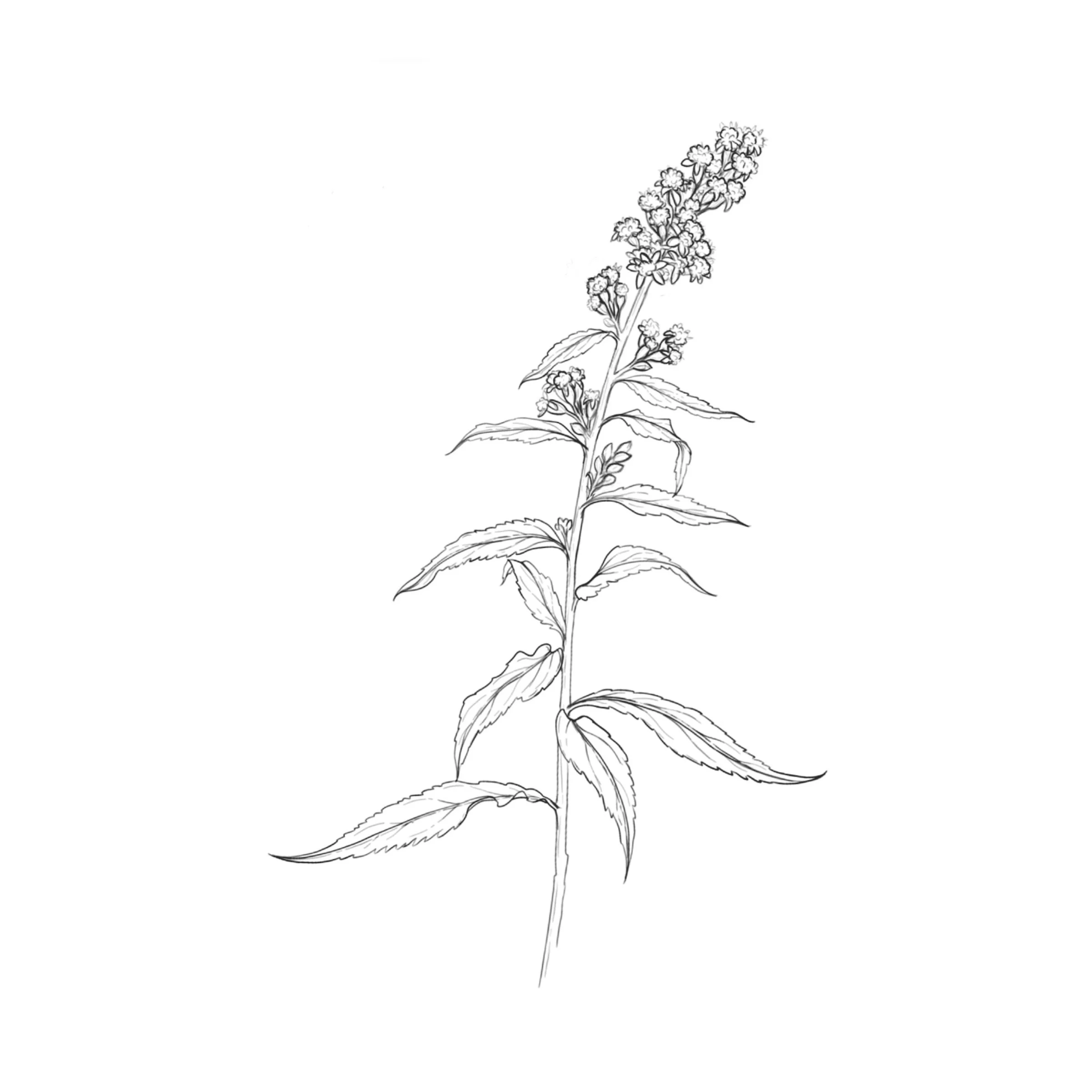 Goldenrod