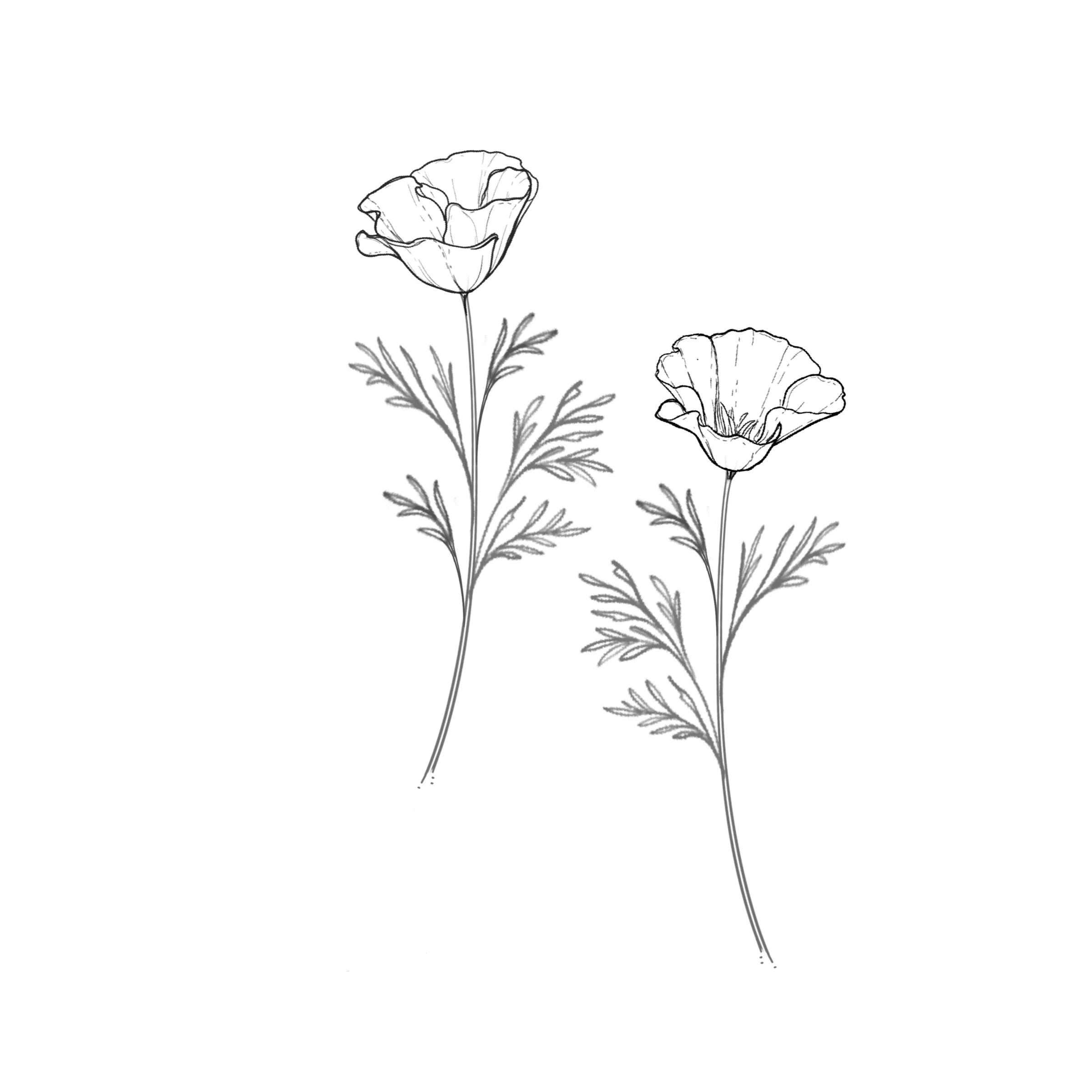 California Poppy
