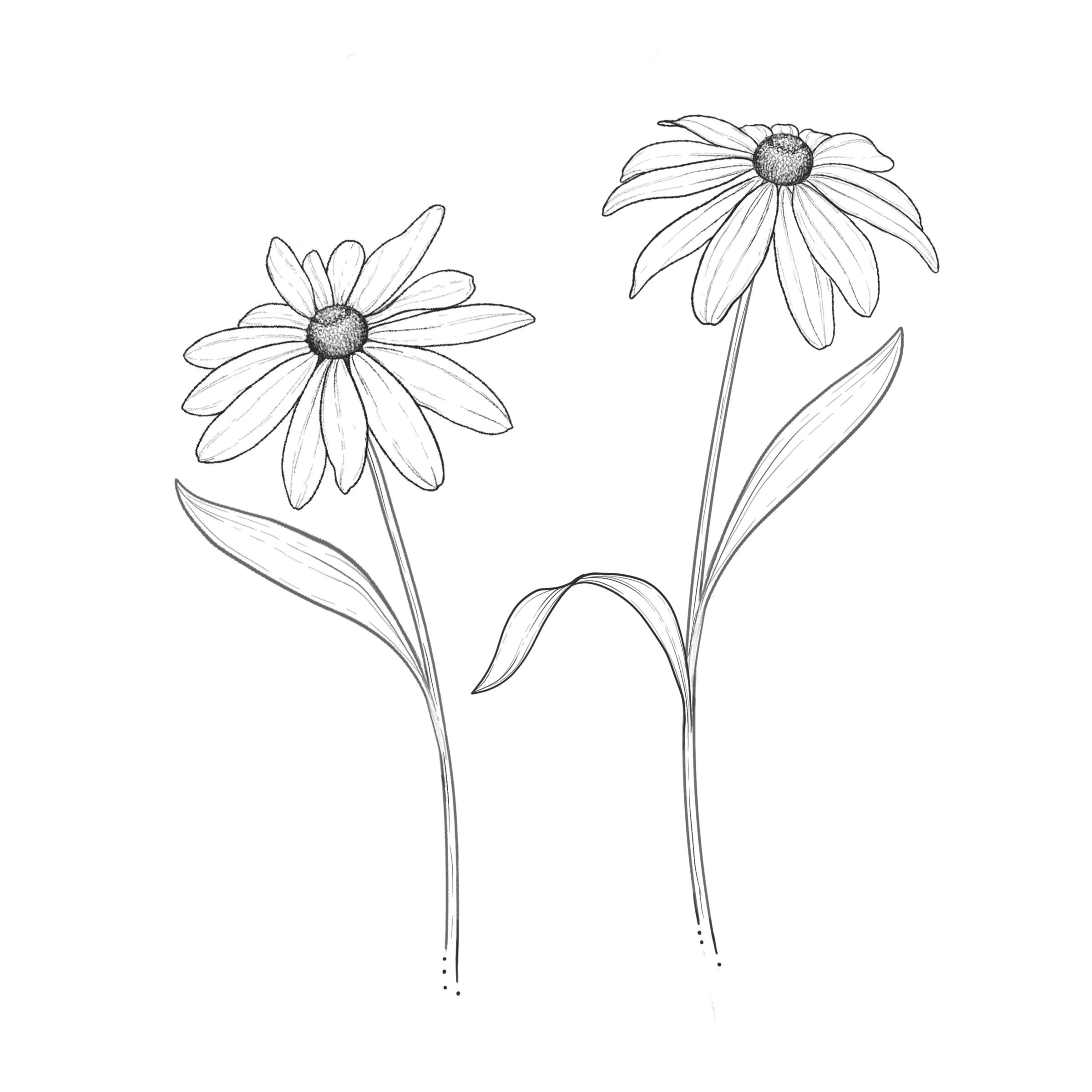Rudbeckia