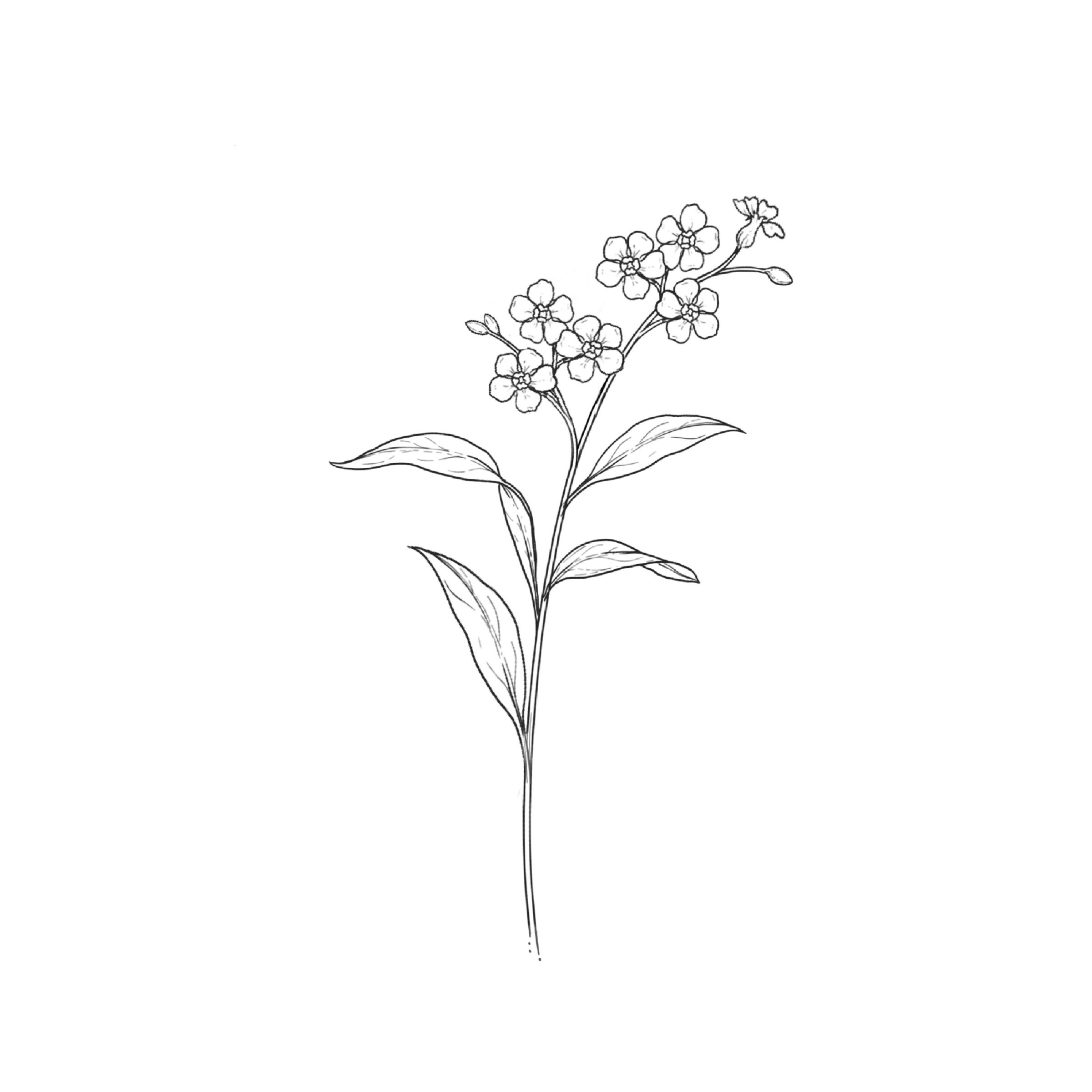 Forget-me-not
