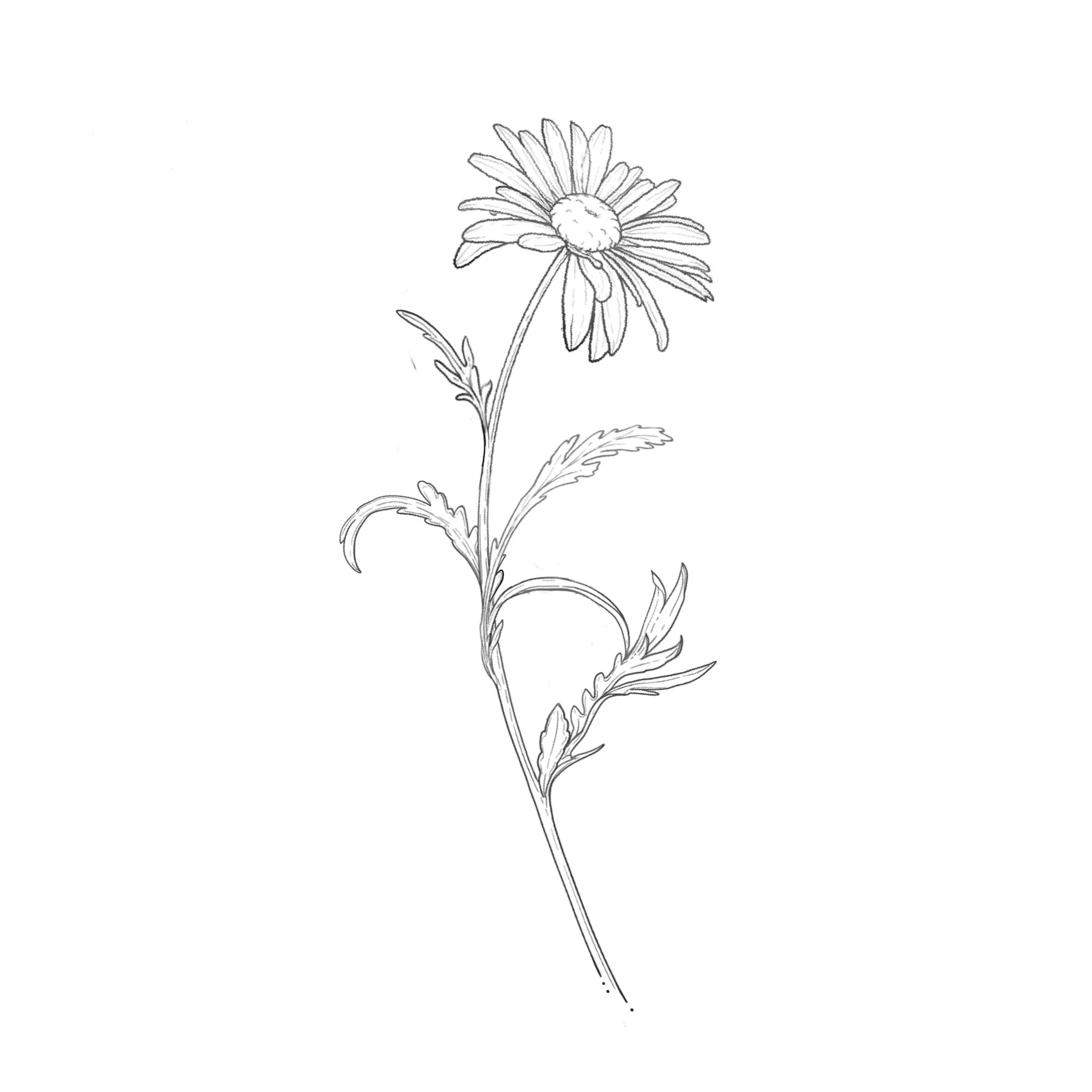 Daisy