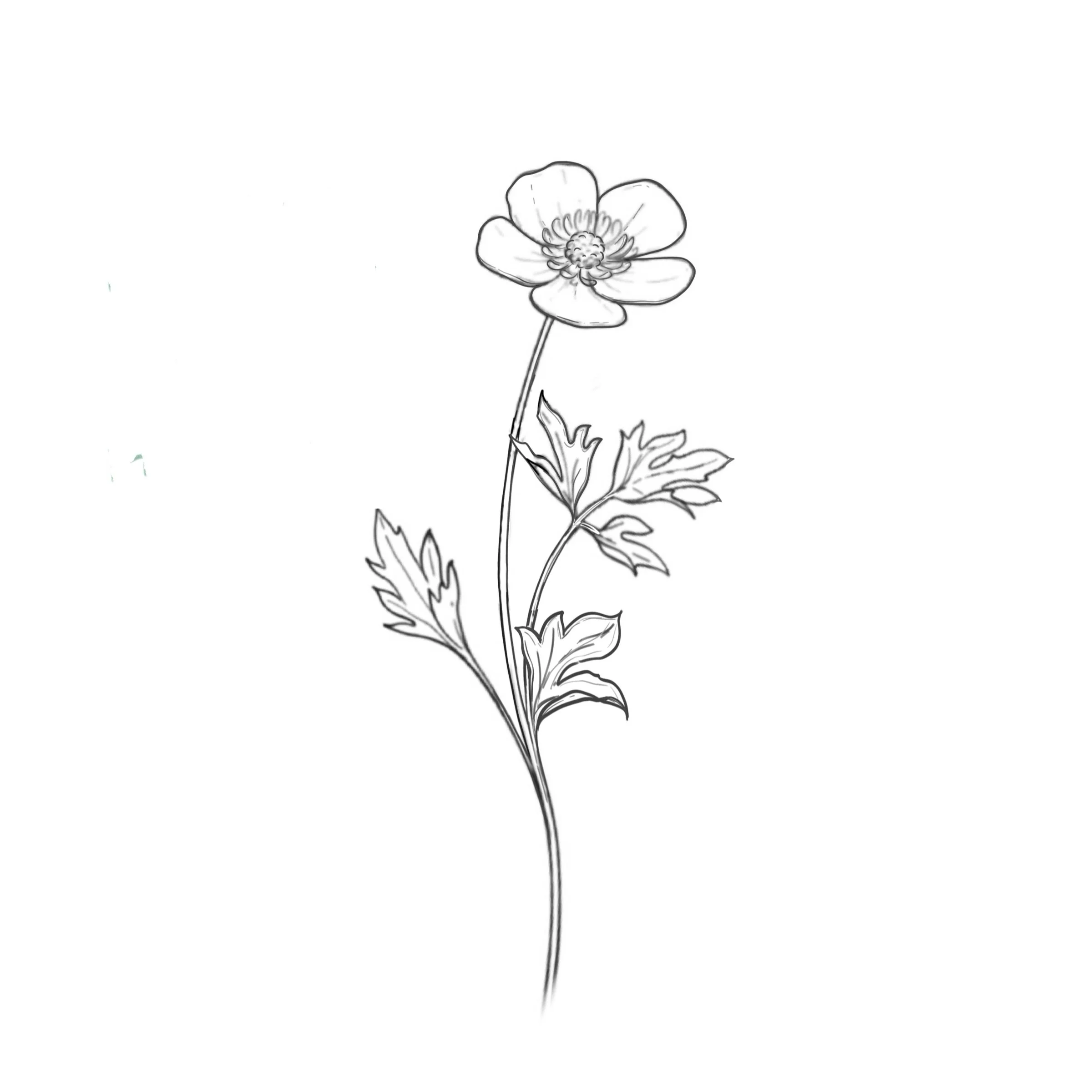 Buttercup