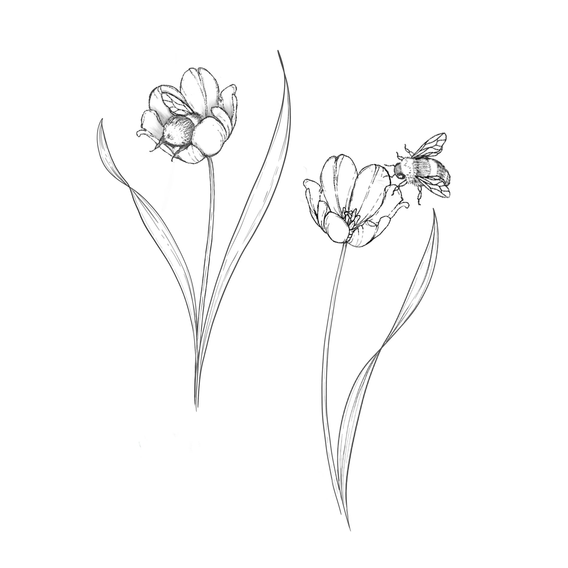 Tulip