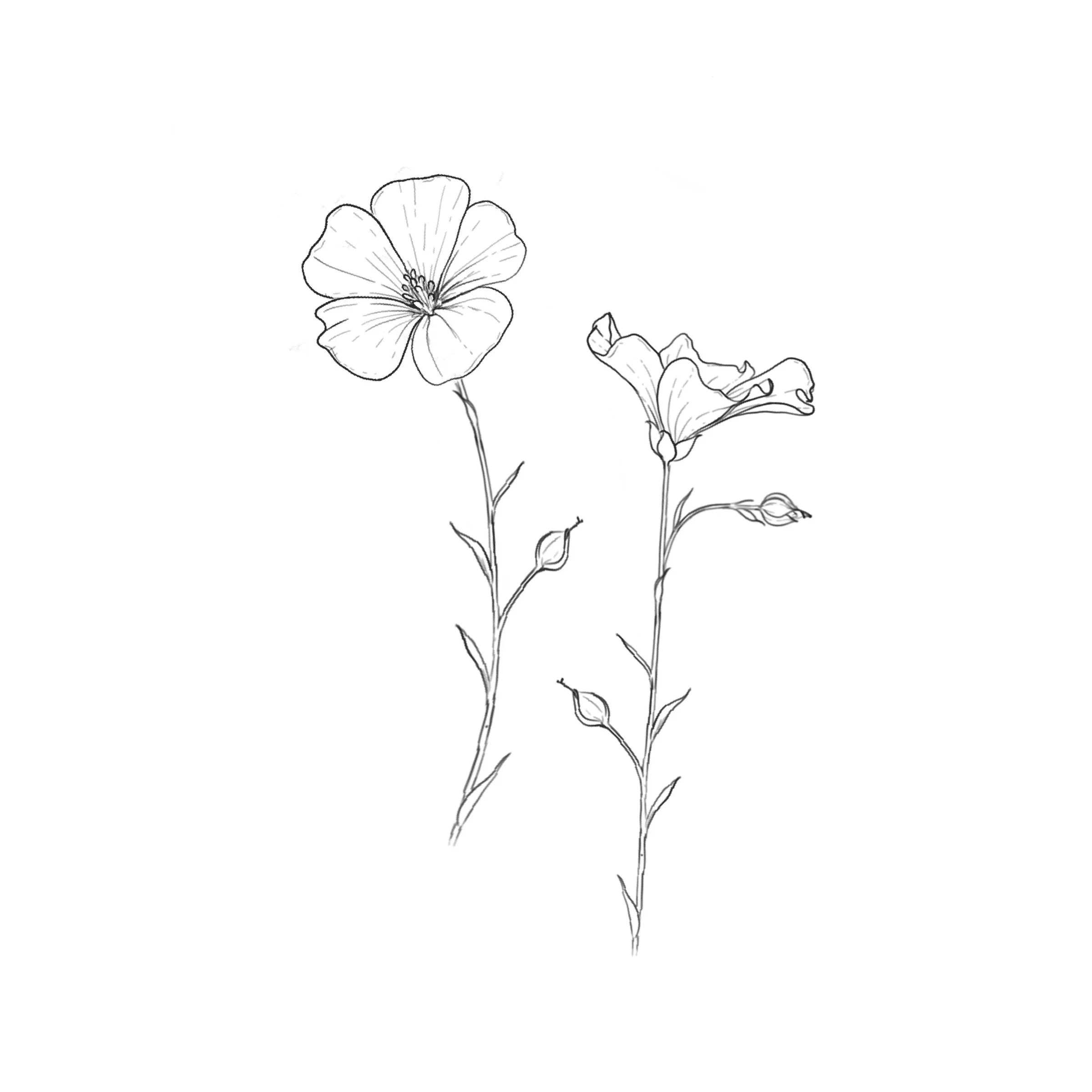 Blue Flax