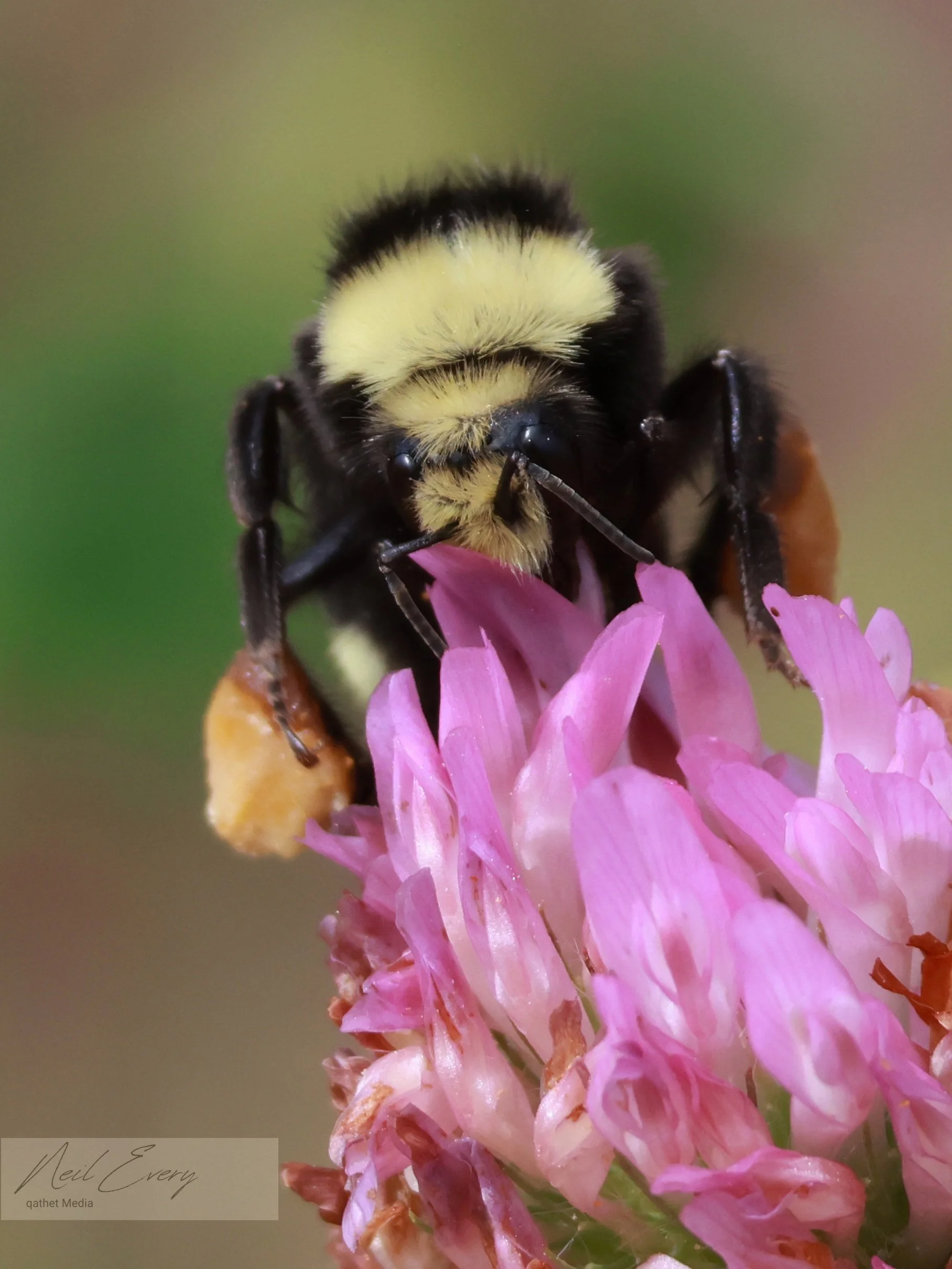 Bee On Flower.jpeg