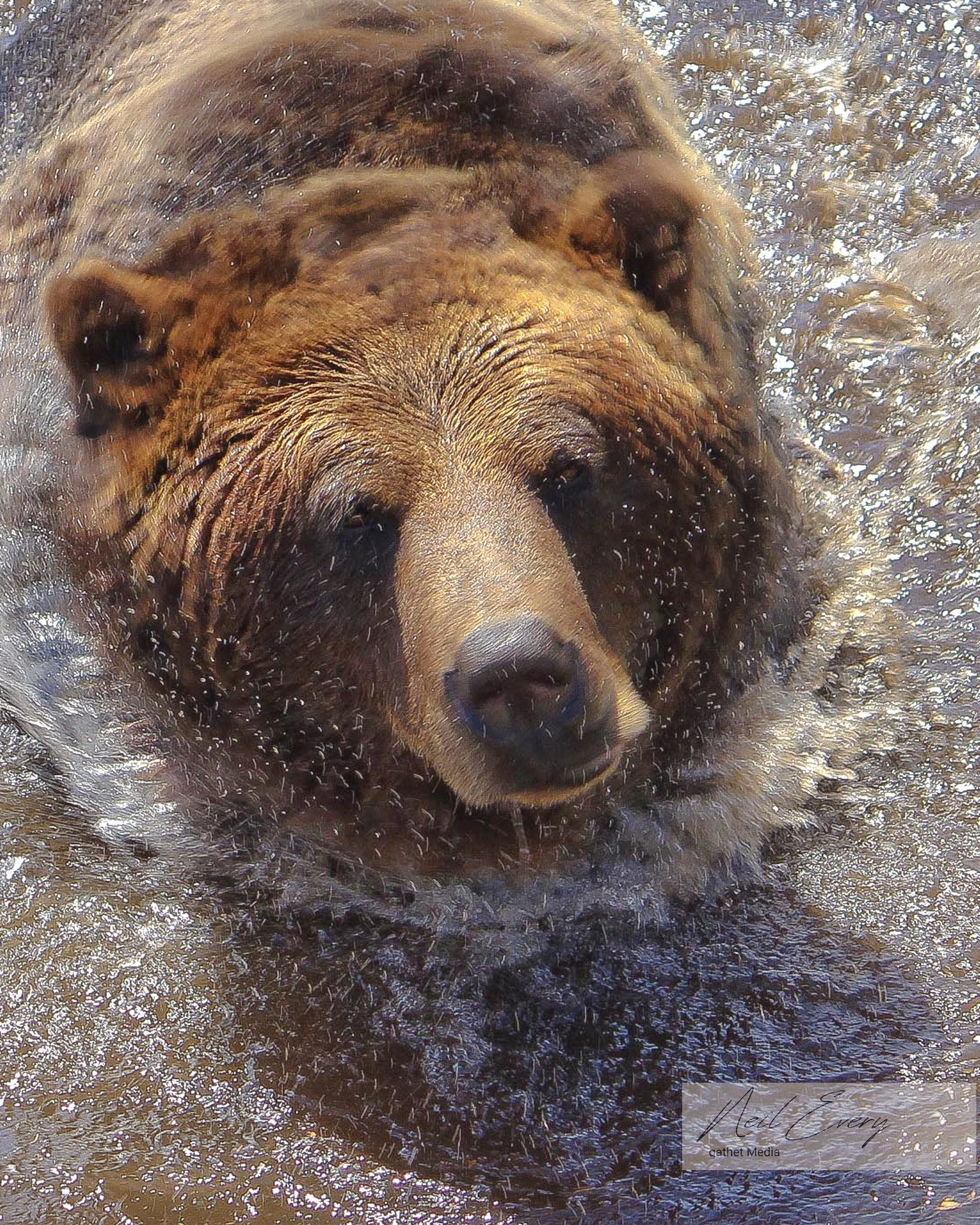 Grizzly Bathtime.jpeg