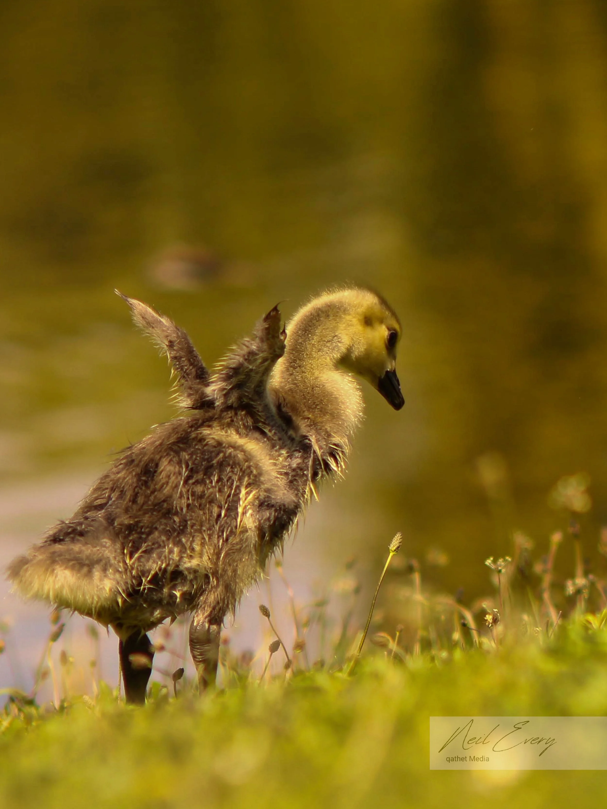 Fluffy Gosling.jpeg